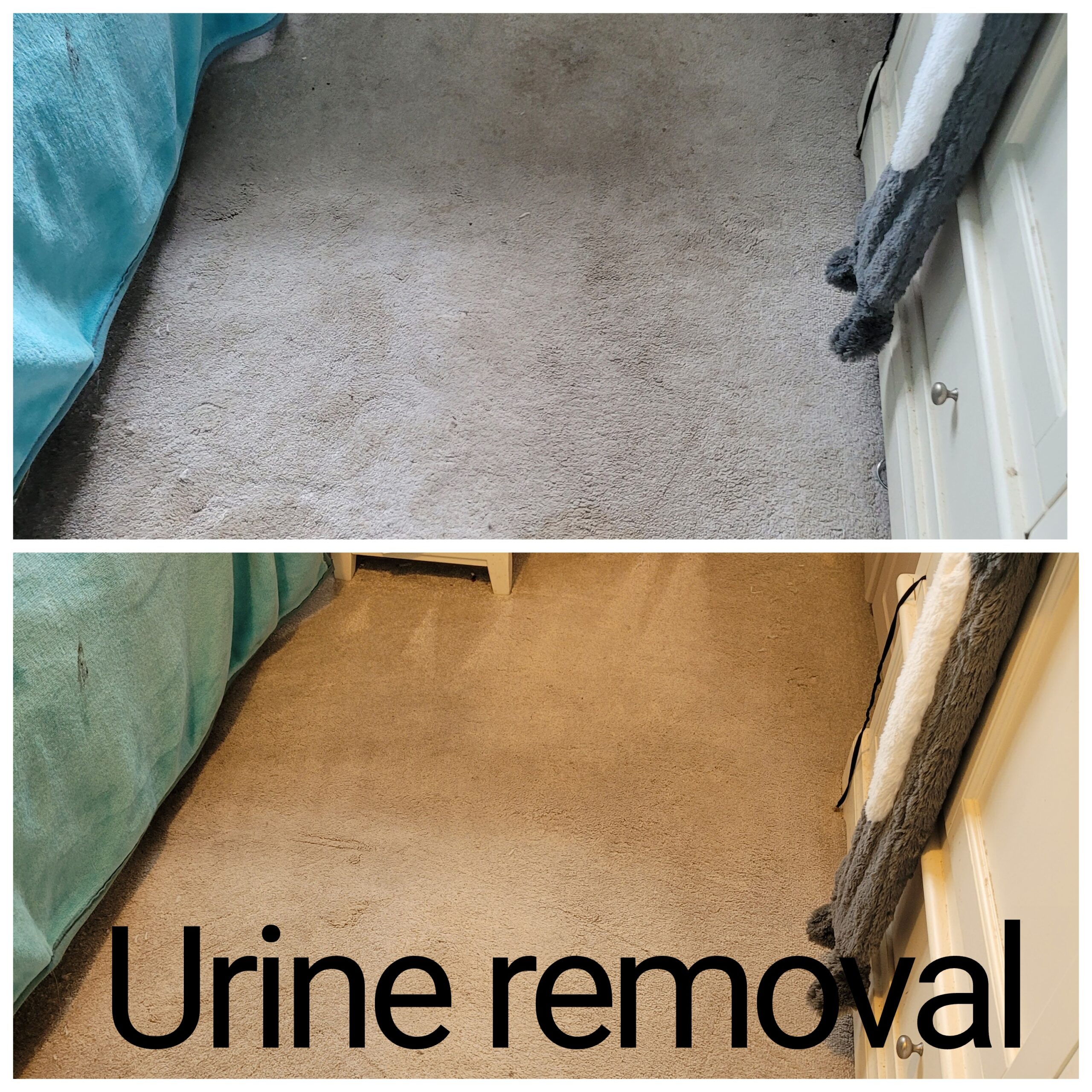 Removing urine from carpets at a property in Warrington, Cheshire