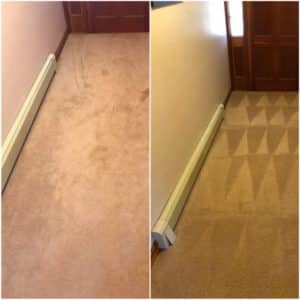 Carpet cleaning carpets in warrington