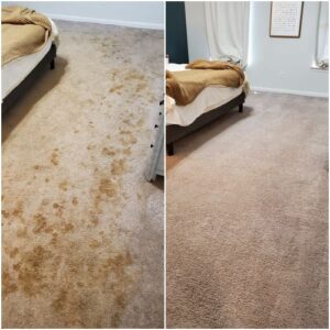 carpet cleaning services in Warrington Cheshire e1714112763911