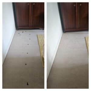 How to remove dried blood from a carpet